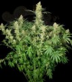 PARADISE SEEDS - Wappa