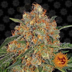 BARNEY'S FARM - Orange Sherbert