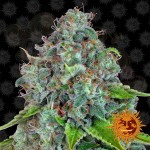 BARNEY'S FARM - Strawberry Lemonade