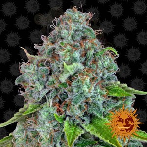 BARNEY'S FARM - Strawberry Lemonade