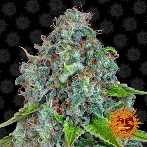 BARNEY'S FARM - Strawberry Lemonade