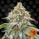 Barney's Farm - Pink Kush