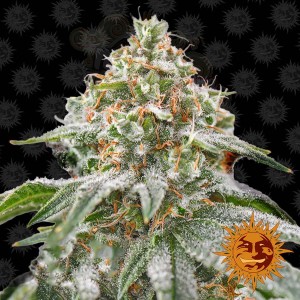 Barney's Farm - Pink Kush