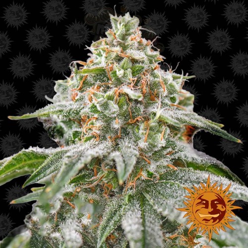 Barney's Farm - Pink Kush