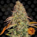 Barney's Farm - Zkittlez OG Auto