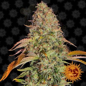 Barney's Farm - Zkittlez OG Auto