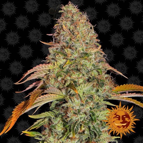 Barney's Farm - Zkittlez OG Auto