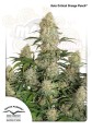 DUTCH PASSION - Auto Critical Orange Punch®