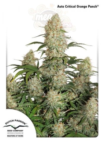 DUTCH PASSION - Auto Critical Orange Punch®
