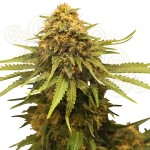 Critical