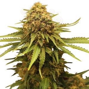 Critical