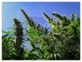 DUTCH PASSION - Auto Desfran