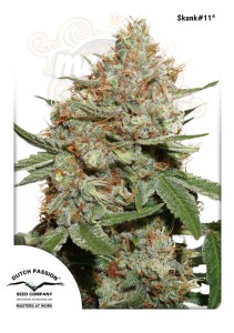 DUTCH PASSION - Skunk #11