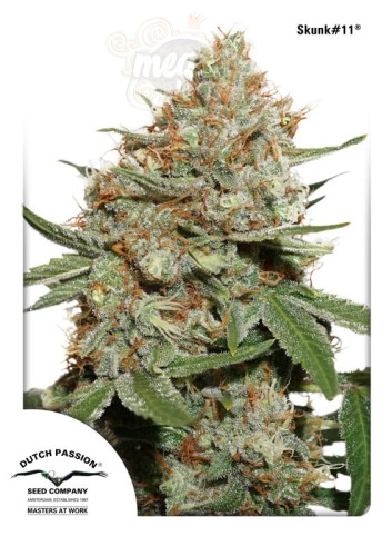 DUTCH PASSION - Skunk #11