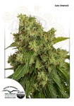 DUTCH PASSION - Auto Xtreme