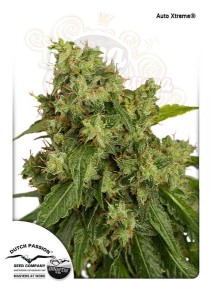 DUTCH PASSION - Auto Xtreme