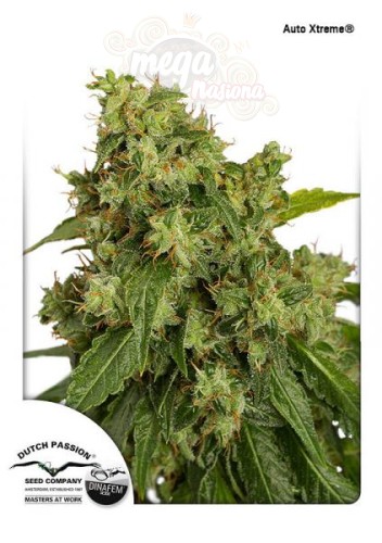 DUTCH PASSION - Auto Xtreme