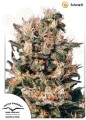 DUTCH PASSION - Euforia®