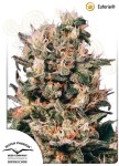 DUTCH PASSION - Euforia®