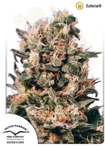 DUTCH PASSION - Euforia®