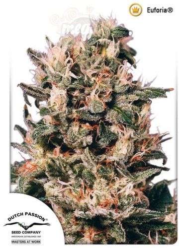 DUTCH PASSION - Euforia®