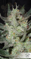 DUTCH PASSION - Blue Auto Mazar