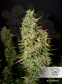 DUTCH PASSION - Blue Auto Mazar