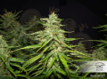 DUTCH PASSION - Blue Auto Mazar