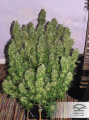 DUTCH PASSION - Blue Auto Mazar