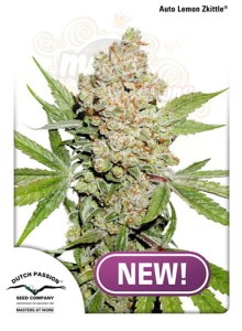  DUTCH PASSION - Auto Lemon Kix (Zkittle)