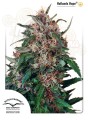 DUTCH PASSION - Hollands Hope®
