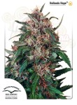 DUTCH PASSION - Hollands Hope®