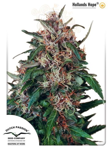 DUTCH PASSION - Hollands Hope®