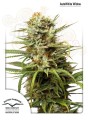DUTCH PASSION - Auto White Widow
