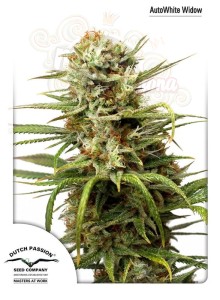 DUTCH PASSION - Auto White Widow