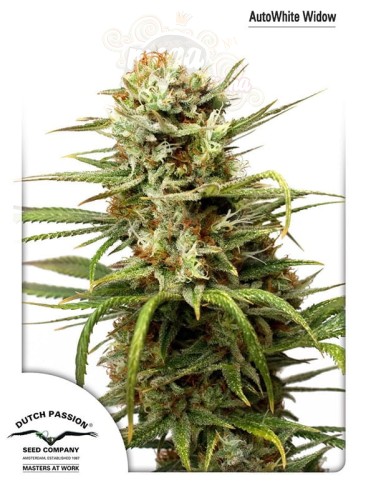 DUTCH PASSION - Auto White Widow