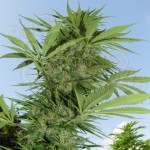 FEMALE SEEDS - Easy Sativa