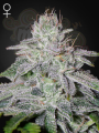 GREEN HOUSE SEEDS - Franco's Lemon Cheese