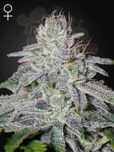 GREEN HOUSE SEEDS - Franco's Lemon Cheese