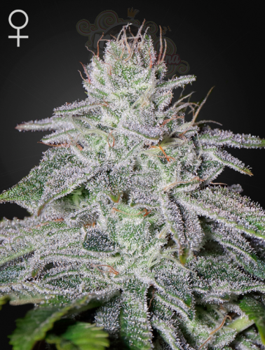 GREEN HOUSE SEEDS - Franco's Lemon Cheese