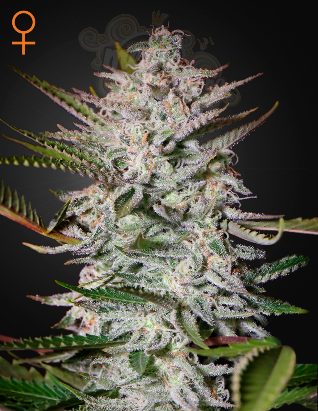 GREEN HOUSE SEEDS - Holy Punch