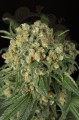 DINAFEM - Big Kush