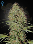 GREEN HOUSE SEEDS - Super Bud Auto