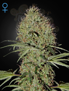 GREEN HOUSE SEEDS - Super Bud Auto