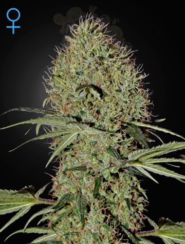 GREEN HOUSE SEEDS - Super Bud Auto