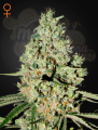 GREEN HOUSE SEEDS - Super Critical