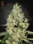 GREEN HOUSE SEEDS - Super Critical