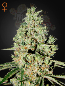 GREEN HOUSE SEEDS - Super Critical