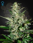 GREEN HOUSE SEEDS - Super Critical Auto