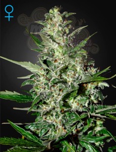 GREEN HOUSE SEEDS - Super Critical Auto